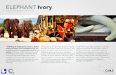 ELEPHANT Ivory - Accelerator mass spectrometry · ivory trade, an ivory dealer in the West African country of Togo was charged with violating Togolese environmental and forestry laws,