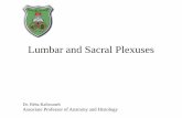 Lumbar and Sacral Plexuses - doctor2017.jumedicine.com · 3-The upper root of the lumbo-sacral trunk What is the key to memorize the lumbar plexus? Lumbo-sacral trunk Located on the