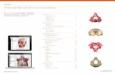 USER GUIDE Primal’s 3D Atlas and 3D Human on Anatomy · Welcome to our user guide to 3D Atlas and 3D Human on Anatomy.tv. Please read on, or select one of the links opposite to