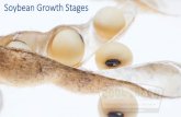 Soybean Growth Stages - coolbean.info · Soybean Growth Stages Determining Vegetative Stages Hybrid Method (P. Pedersen) Count the number of trifoliate leaves on the main stem that