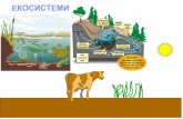 Energy flow in ecosystems - rubingulaboski.synthasite.comrubingulaboski.synthasite.com/resources/1-ЕКОСИСТЕМИ.pdf · во т.н. Енергетска пирамида Најголема