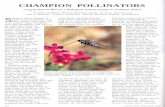 CHAMPION POLLINATORS - SANBIpza.sanbi.org/sites/default/files/info_library/champion_pollinators_pdf.pdf · CHAMPION POLLINATORS by Peter Goldblatt, Missouri Botanical Garden, St.