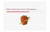 DNA Extraction from Strawberry - WordPress.com · Strawberry DNA Extraction Activity To prepare material for 30 teams of two Obtain the following items: • 30 - One quart Ziplock