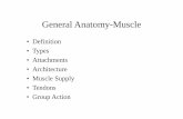 General Anatomy-Muscle - gmch.gov.in lectures/Anatomy/Muscle.pdf · Skeletal Muscle • Muscle belly • Tendon/aponeurosis • Red Muscle: Myofibrils – less numerous striations