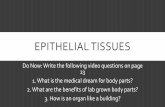 Epithelial Tissues - Weeblywestsidescience.weebly.com/uploads/4/0/0/8/40082621/epithelial_tissues.pdf · EPITHELIAL TISSUES Do Now: Write the following video questions on page 23
