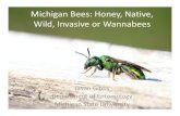 Michigan Bees: Honey, Native, Wild, Invasive or Wannabees · Michigan Bees: Honey, Native, Wild, Invasive or Wannabees Jason Gibbs Department of Entomology Michigan State University