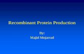 Recombinant Protein Production - medical.mums.ac.irmedical.mums.ac.ir/images/medical/GeneticGrp/Recombinant Protein... · The polyhedrin gene is not required for the continuous production