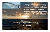 Сomparison of feeding ecology of chum salmon in the ... · Сomparison of feeding ecology of chum salmon in the western part of Bering Sea and adjacent waters of Pacific Ocean E.Dulepova