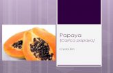 Papaya (Carica papaya) - herba.msu.ruherba.msu.ru/shipunov/school/biol_310/2015_spring/presentations/papaya.pdfPapaya releases a latex fluid when not quite ripe, which can cause irritation