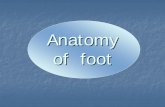 Anatomy of foot - elearning.ns.mahidol.ac.th · Anatomy of foot. BONE AND JOINTS ankle bone or talus the large tibia and the smaller fibula come together at the ankle joint. back
