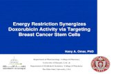 Energy Restriction Synergizes Doxorubicin Activity via ... · Energy Restriction Synergizes Doxorubicin Activity via Targeting Breast Cancer Stem Cells Hany A. Omar, PhD Department