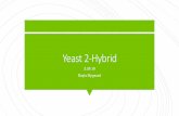 Yeast 2-Hybridgenetics.wustl.edu/bio5491/files/2018/02/KRN-Yeast-2-Hybrid.pdf · Reverse Yeast 2-Hybrid Detect when an interaction is disrupted Yeast 3-hybrid Detect protein-RNA interactions