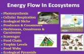 Energy Flow In Ecosystemsmbenzing-biology.weebly.com/uploads/1/1/0/3/110365537/chapter_3-2... · Energy Flow In Ecosystems ... Energy. 2) Biomass. 3) Numbers. Energy Pyramid Energy