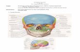 Topic: Anatomy of the face (facial bones, SMAS ... · Topic: Anatomy of the face (facial bones, SMAS, temporoparietal fascia, muscles, skin) Course of the temporal and marginal branches