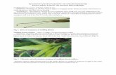 DIAGNOSIS AND MANAGEMENT OF SORGHUM DISEASES …€¦ · lighter green or yellow on only the lower part of the leaf. Later, leaves become more chlorotic (Fig. 2). Fig. 2. Chlorosis,