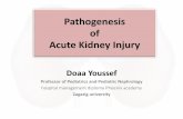Acute Kidney Injury - ipna-online.org Pathogenesis_Doaa Youssef.pdf · It is important to appreciate that prolonged or profound prerenal azotemia can result in ischemic damage to