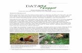 Feral Chickens Fly Coop StudentB - Data Nuggetsdatanuggets.org/.../uploads/2016/08/Feral-Chickens-Fly-Coop_StudentB.pdf · Name_____ Data Nuggets developed by Michigan State University