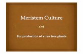 For production of virus free plants - Universitas Brawijaya · ‘Virus-free’ Plants Heat treatment 35oC / months Active growth Meristem culture Micropropagation cycle Virus testing