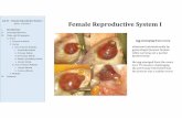 Lab 21 –Female Reproductive I Female Reproductive System I · Lab 21 –Female Reproductive System I Female Reproductive System I A560 –Fall 2015 I. Introduction II. Learning