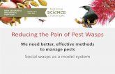 Reducing the Pain of Pest Wasps - Landcare Research · Reducing the Pain of Pest Wasps We need better, effective methods to manage pests Social wasps as a model system • ^Increasing