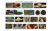 CLOVER DISEASES I - MSU Libraries. Ext. 2007-Chelsie/PDF/e1692-1982.pdf · CLOVER DISEASES I 1. Stemphylium leaf spot or Target spot, caused by the fungi Stem-phylium sarcinaeforme