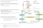 Chapter 45-Hormones and the Endocrine System · Chapter 45-Hormones and the Endocrine System Simple Hormone Pathways Pathway Example Stimulus Low pH in duodenum S cells of duodenum•