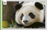 EXPLORE! - WWFassets.wwf.org.uk/downloads/ga_panda_explore.pdf · back. Once, giant pandas were found living in lowland forests of eastern and southern China, northern Vietnam and