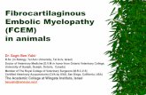 Fibrocartilaginous Embolic Myelopathy (FCEM) in animals · Fibrocartilaginous Embolic Myelopathy (FCEM) in animals Dr. Sagiv Ben-Yakir B.Sc. (in Biology, Tel Aviv University, Tel