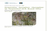 sp. Serpentine (G.R. Brand 103)) - Department of Parks and ... · Interim Recovery Plan for Synaphea sp. Serpentine (G.R. Brand 103) 3 Foreword Interim Recovery Plans (IRPs) are developed