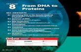 CHAPTER 8 From DNA to Proteins - Weebly · Chapter 8: From DNA to Proteins 225. a^kZ H WVXiZg^V a^kZ G WVXiZg^V]ZVi"`^aaZY H WVXiZg^V]ZVi"`^aaZY H WVXiZg^V a^kZ G WVXiZg^V YZVY bdjhZ