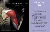 The Nervous System Pathways and Functions 218/16_LectureOutline.pdf · Sensory and Motor Pathways Motor pathways The corticospinal pathway The corticobulbar tracts The corticospinal