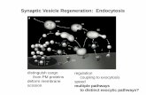 Synaptic Vesicle Regeneration: Endocytosis Reuptake... · distinguish cargo from PM proteins deform membrane scission Synaptic Vesicle Regeneration: Endocytosis regulation coupling