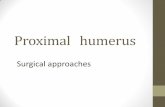 Proximal and diaphyseal humerus - anatomy.plcnet.organatomy.plcnet.org/files/Clinical_Anatomy/Winter_Term_2018/Humerus.pdf · Humerus Glenoidal fossa ... anatomy Anterior dislocation