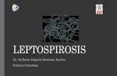 LEPTOSPIROSIS - MINSAL€¦ · Leptospirosis finnsnflssbon cycle Mamalian reservoirs (wild and domestic animals) Leptospira in urine Contaminated water and soil Risk factors: Water