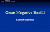 Gram Negative Bacilli...Classification of Gram Enterobacteriace Enterobacteriace is a family of gram negative rods inhabiting the intestinal tract of humans and animals. According