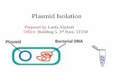 Plasmid - KSU Facultyfac.ksu.edu.sa/sites/default/files/plasmid_lab_revised.pdf · 2015-09-10 · Plasmid Copy Number •It is one of the most critical factors affecting the yield
