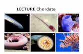 LECTURE Chordata - contents.kocw.netcontents.kocw.net/KOCW/document/2016/chungnam/choikeunhyung1/12.pdf · LECTURE Chordata . Major Characteristics found in all chordates: •Notochord