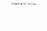 Protists Lab Review - Napa Valley College Protists Lab Review.pdfProtists Lab Review . Ciliates: Paramecium Locomotion structures? Cilia Heterotrophic or Autotrophic? Heterotrophic