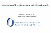 Mechanisms of hypertension and diabetic nephropathystatic.medicine.iupui.edu/divisions/neph/obrien... · Mechanisms of hypertension and diabetic nephropathy Richard J. Roman, Ph DPh.D.