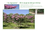 ‘Lipan’ CrapemyrtleLagerstroemia x ‘Lipan’ ‘Lipan’ Crapemyrtle Lipan crapemyrtle has pure medium-lavender flowers, dark green foliage, and almost white bark. It is a fantastic,