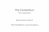 The Cerebellum - Fiziologie Optional...Learning Objectives 1. Describe functional anatomy of the cerebellum - its lobes, their input and output connections and their functions 2. Draw