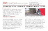 Common Cultural Problems of Landscape Trees & Shrubsplantclinic.cornell.edu/factsheets/culturaltreeproblems.pdf · Common Cultural Problems of Landscape Trees & Shrubs Trees and shrubs