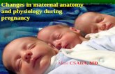 Changes in maternal anatomy and physiology during pregnancysemmelweis.hu/noi1/files/2016/10/Maternal-changes-during-pregnancy.pdf · Physiological changes Metabolism I. • Proteins: