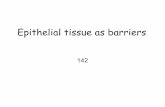 Epithelial tissue as barriers - Univerzita Karlovavyuka-data.lf3.cuni.cz/CVSE1M0001/142 epithelial tissue... · 2014-10-28 · Basement membrane Lamina basalis – cellular attachment