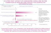 IN-VITRO TEST: EFFECT OF CONCENTRE CORALLINE ON THE … · IN-VITRO TEST : EFFECT OF CONCENTRE CORALLINE 1% ON COLLAGEN SYNTHESIS Protocol: The differentiation process is induced