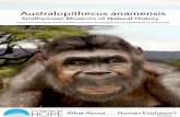 (01) Australopithecus anamensis | The Smithsonian · genus Australopithecus and early fossil representatives of the genus Homo. Other features found in the teeth of Au. anamensis,