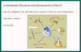 2-Vertebrate Structure and Development (Part II)2-Vertebrate Structure and Development (Part II) DEVELOPMENT OF CHORDATE CHARACTERS IN VERTEBRATES NEURAL CREST SCALING
