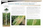 Goss's Wilt on Grass Hosts - Purdue Agriculture Wilt research... · 2015-06-16 · 1 D C PUU NION PURDUE EXTENSION. DISEASES OF CORN | RESEARCH UPDATE. Goss’s Wilt on Grass Hosts.