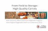 From Field to Storage: High Quality Carrots · 2015-01-21 · From Field to Storage: High Quality Carrots Ruth Hazzard, ... Why study carrots? • Winter markets are growing • Key