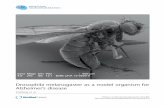 Drosophila melanogaster as a model organism for …...REVIEW Open Access Drosophila melanogaster as a model organism for Alzheimer’s disease Katja Prüßing1, Aaron Voigt1*† and